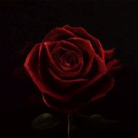 Red Rose Thumbnail.jpg Red Rose Thumbnail.jpg